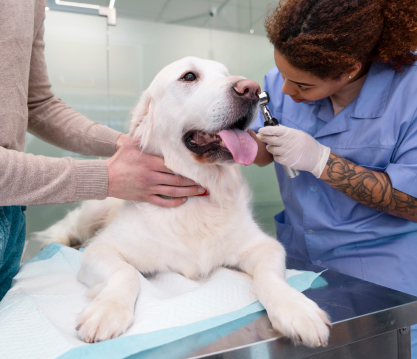 Atención Médica Integral para Mascotas